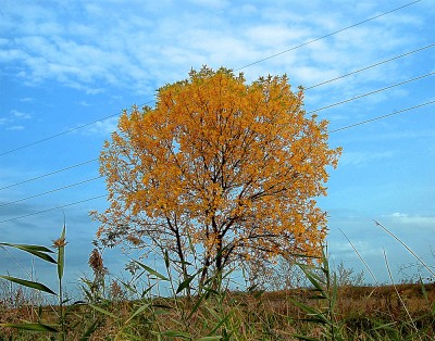 DSC_3907 copy.jpg