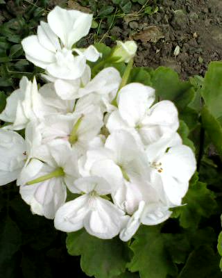 DSC00337.jpg