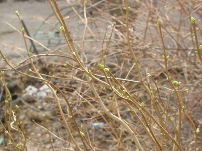 IMG_5904.jpg
