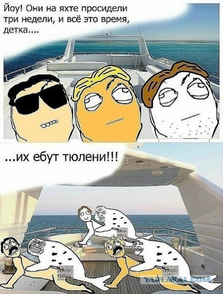 тюлени.jpg