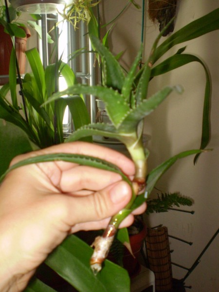 P7300013.JPG
