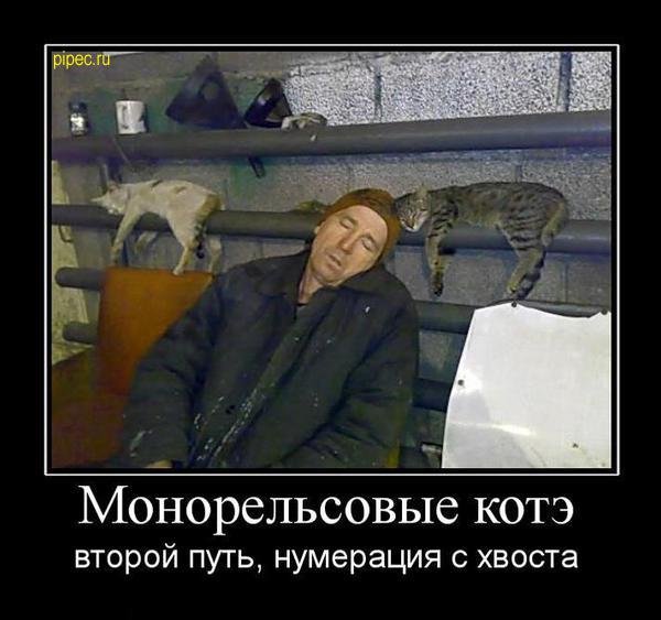 котэ.jpg
