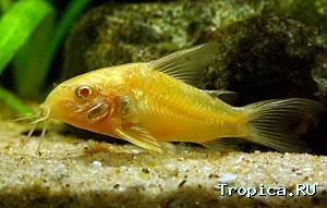 01_c_paleatus_albino.jpg