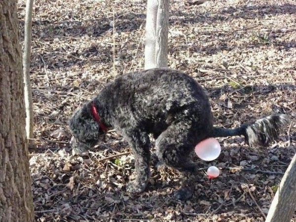 9b9c58ea8a0d.jpg