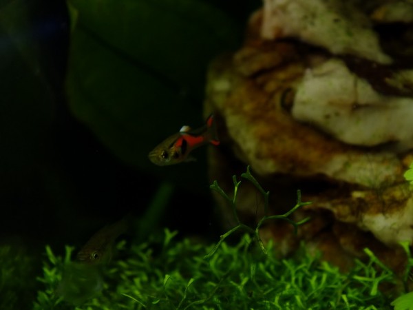 DSCF9127.jpg