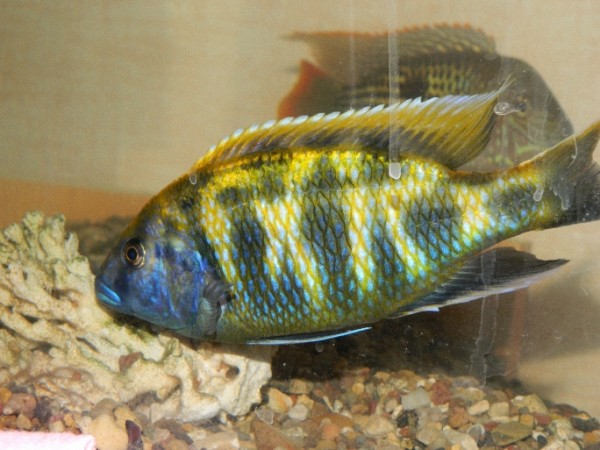 DSCN1060.jpg