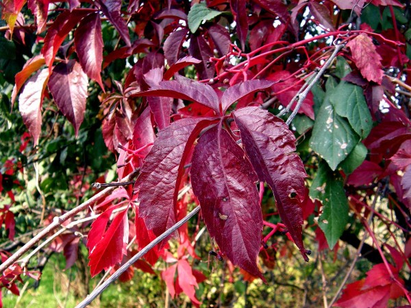 PA150425.JPG