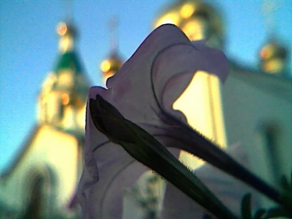 Cam003473 б.jpg