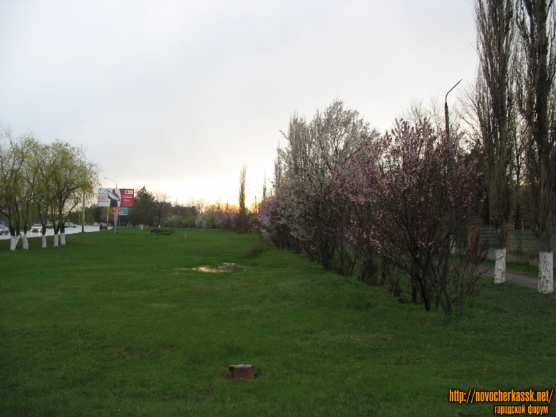 Новочеркасск: Газон вдоль проспекта Баклановского