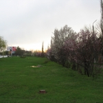 Газон вдоль проспекта Баклановского