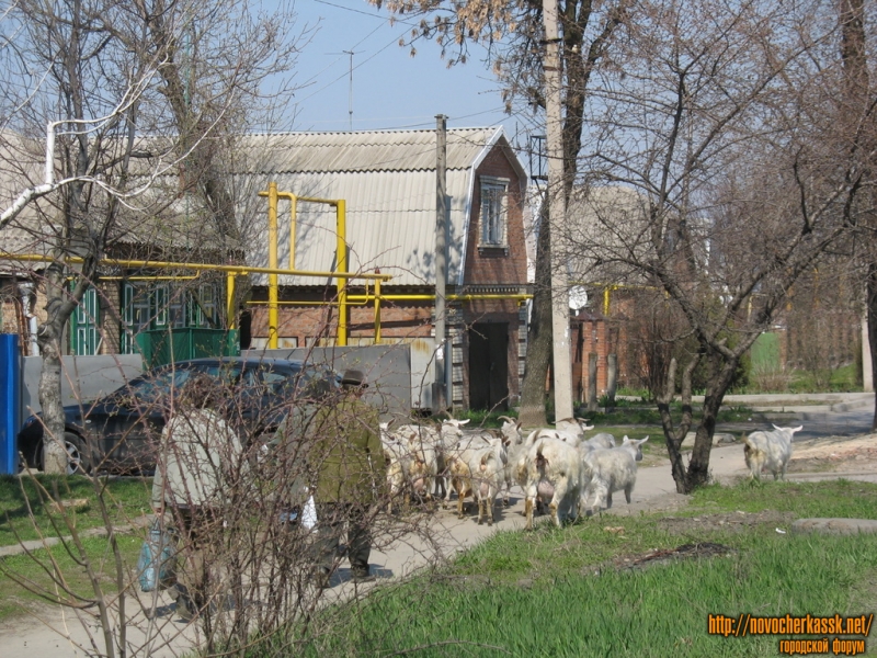 Новочеркасск: Клещева