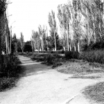 Донской. Центральная аллея парка, к каналу ГРЭС. 1991 год