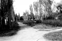 Донской. Центральная аллея парка, к каналу ГРЭС. 1991 год