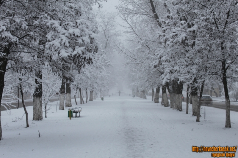 Новочеркасск: Аллея на пр. Ермака