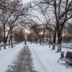 Аллея на проспекте Баклановском